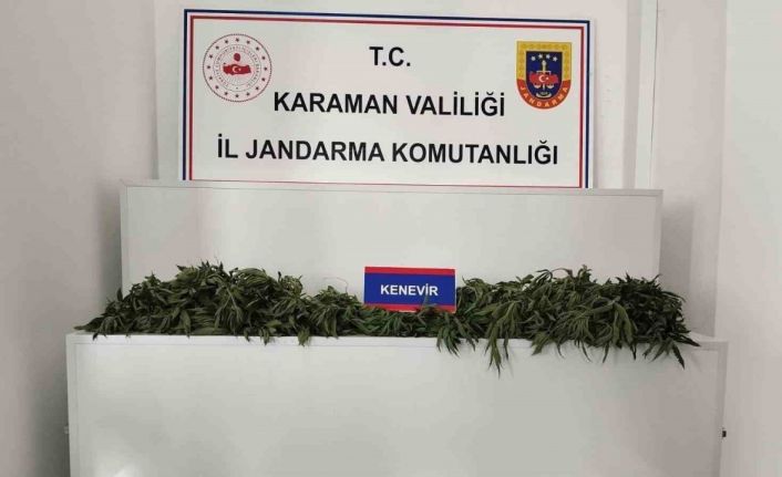 Karaman’da 698 adet kök kenevir ele geçirildi