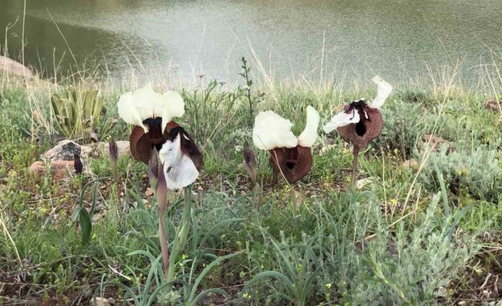 Kars’ta ‘kurt kulağı’ çiçeği göz kamaştırdı