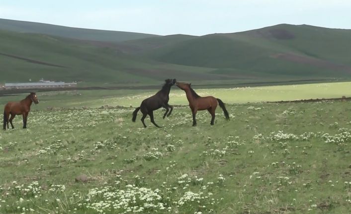 Kars’ta yılkı atlarının güreşi kamerada
