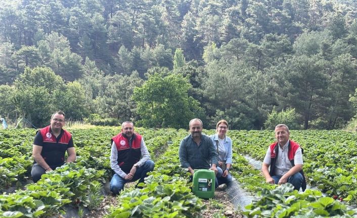 Kaymakam Özderin, çilek hasadına katıldı