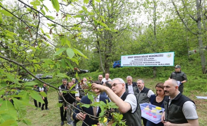 Kestane gal arısına karşı doğa dostu çözüm: Avcı böcek