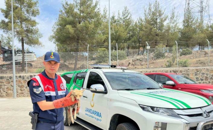Kilis’te yaralı halde bulunan tilki koruma altına alındı