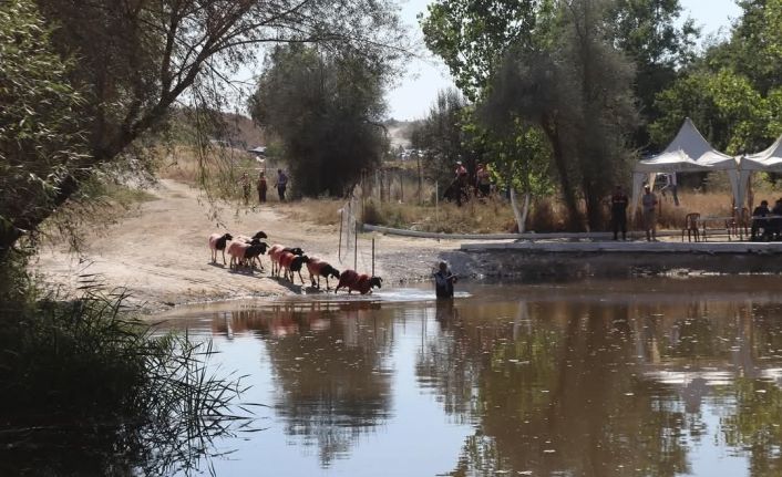 Kınalı koçlar bu yıl sudan daha erken karşıya geçecek