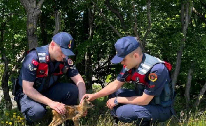 Kırklareli’nde yavru karaca koruma altına alındı
