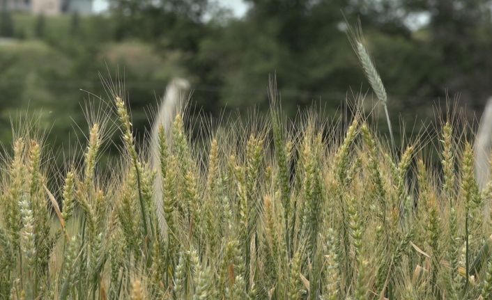 Kış aylarındaki kuraklık Trakya’da buğdayları vurdu