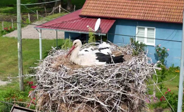 Kızılırmak Deltası’nda görsel şölen: Leylekler, mandalar, atlar, develer ve su papatyaları