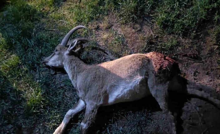 Konya’da koruma altındaki yaban keçisini avlayan 2 kişiye 687 bin 974 lira ceza kesildi