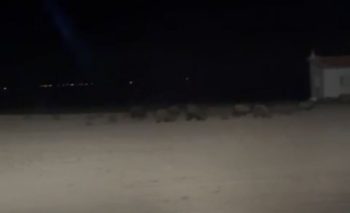 Konya’da tarım alanlarında domuz nöbeti