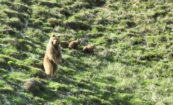 Köye yaklaşan bozayı ile 2 yavrusunu zarar görmemeleri için drone ile uzaklaştırdı