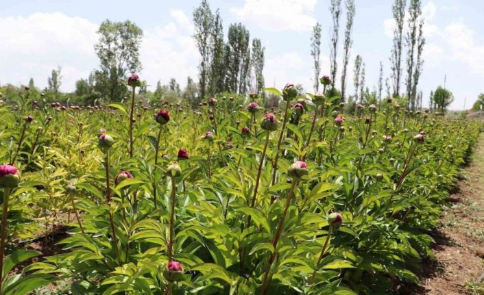 Kuraklığa direnen güzelliğin ilk hasadına başlandı