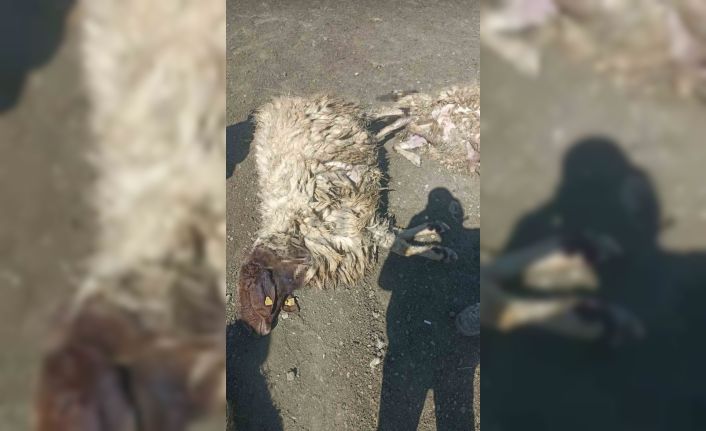 Kurtlar sabaha karşı girdiği ağılda 12 koyunu telef etti 20’sini yaraladı