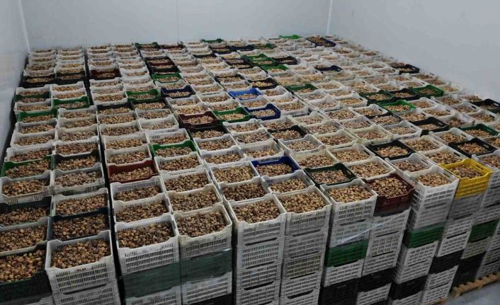 Kuru incir ihracatı yüzde 28 büyüdü