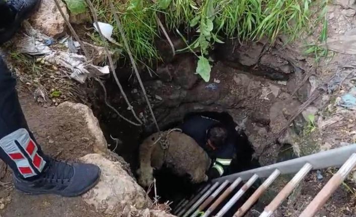 Kuyuya düşen koyun itfaiye ekipleri tarafından kurtarıldı
