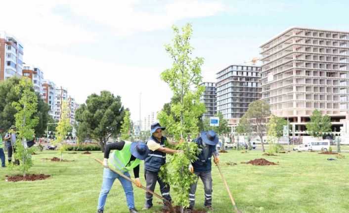Mahabad Bulvarında peyzaj çalışmaları devam ediyor
