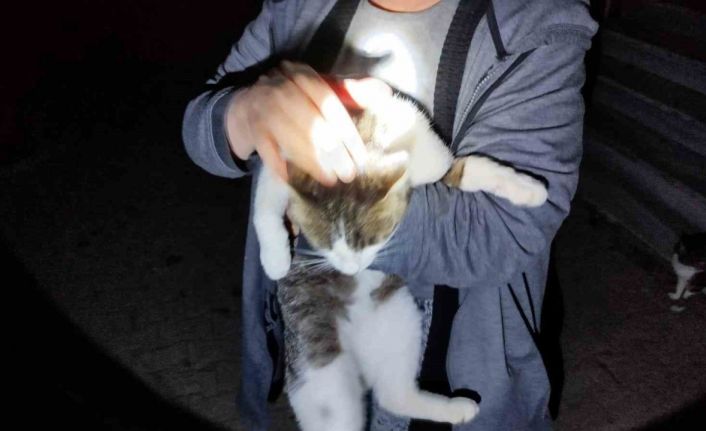 Mahsur kalan kediyi itfaiye kurtardı