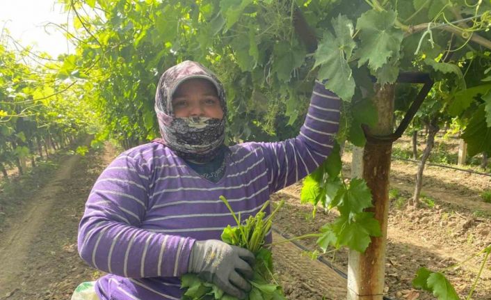 Manisa’da bağ yaprağı hediyelik oldu