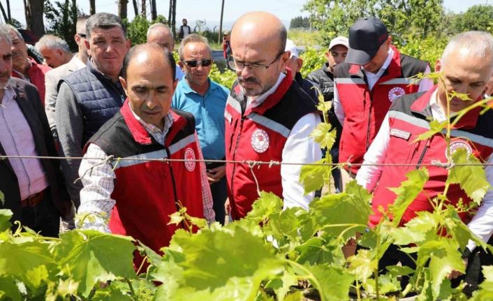 Manisa’da zirai donun yaraları sarılıyor