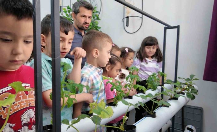 Manisalı minik çiftçiler topraksız tarımla üretim yapıyor