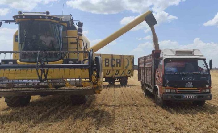 Mardin’de yılın ilk buğdayı tonu 17 bin liradan satıldı
