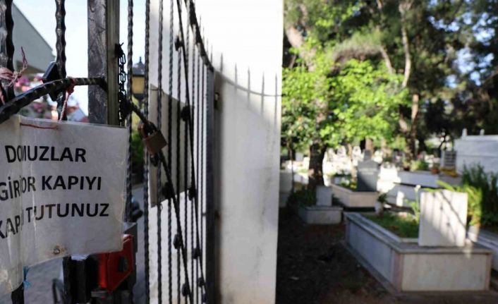 Marmaris’te vatandaşı canından bezdiren domuzlar, şimdi de mezarları tahrip etmeye başladı