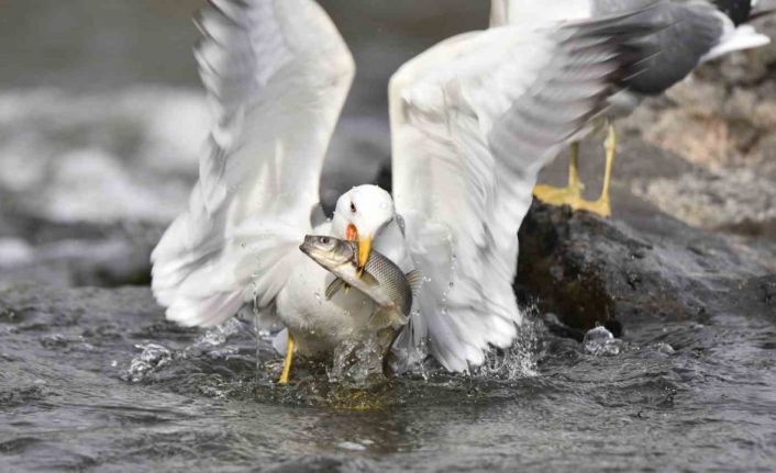 Martıların balık avı