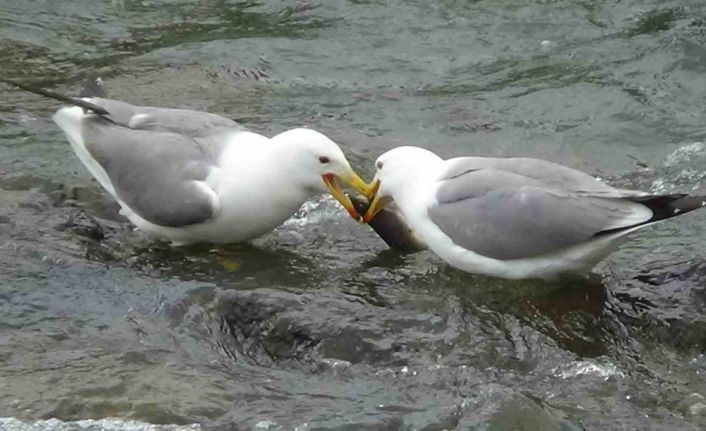 Martıların balık kavgası