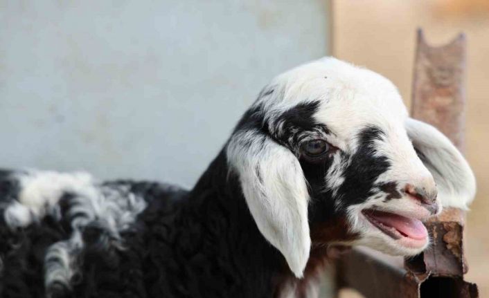 Meraya dökülen zehir 77 koyunu telef etti, onlarca kuzu annesiz kaldı