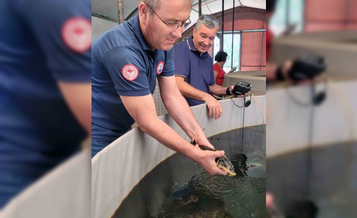 Milas’ta toprak havuzlarda ‘Mersin Balığı’ deneme üretimi başladı