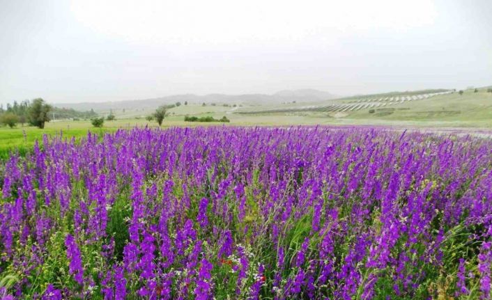 Mor renkli yabani otlar görsel şölen sunuyor