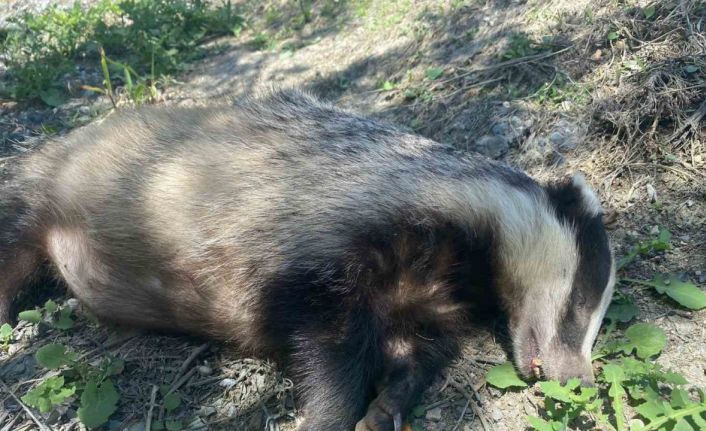 Nesli tükenme tehlikesi altında olan Avrupa porsuğu ölü bulundu