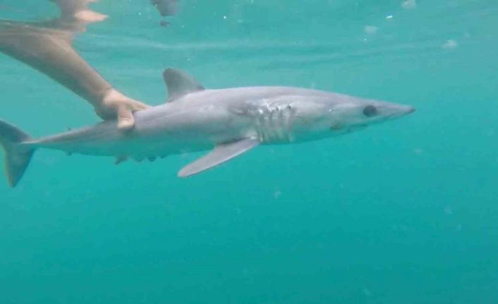Oltasına köpek balığı takıldı, yeniden denize bıraktı