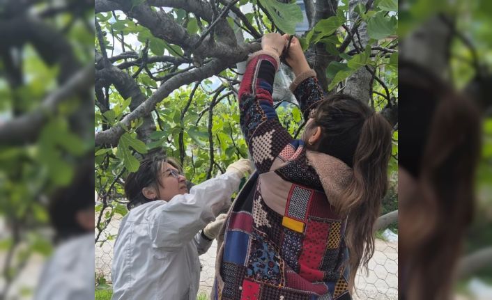 Ortaca’da Kahverengi Kokarca’ya karşı tuzaklı takip başladı