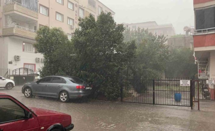 Osmaniye’de fırtına ağaçları kökünden söktü