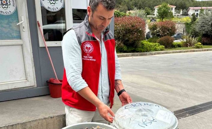 Otobüsün bagajında çöp kovasında taşınan 100 kilo midyeye el konuldu