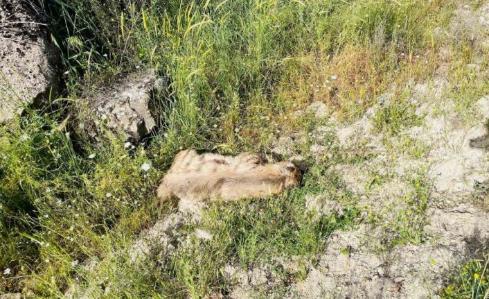 Otomobilin çarptığı çizgili sırtlan telef oldu