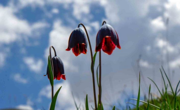 Palandöken’de Kaf ve Mor Laleler açtı