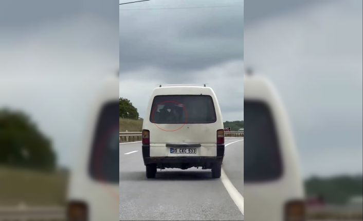 Panelvanın arkasında buzağı taşıdı