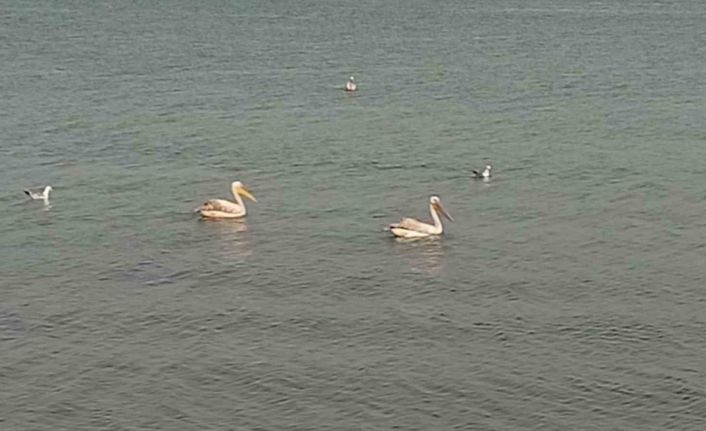 Pelikanlar İznik Gölü’nü süsledi