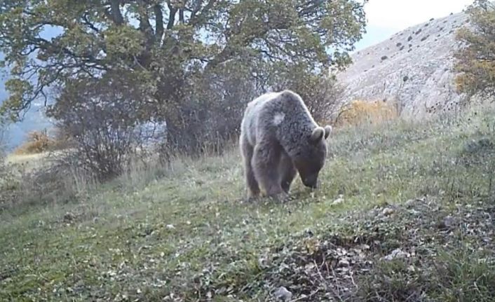 Prof. Dr. Şağdan Başkaya: "Doğuda ayı, batıda domuz popülasyonu insan sağlığını tehdit ediyor"