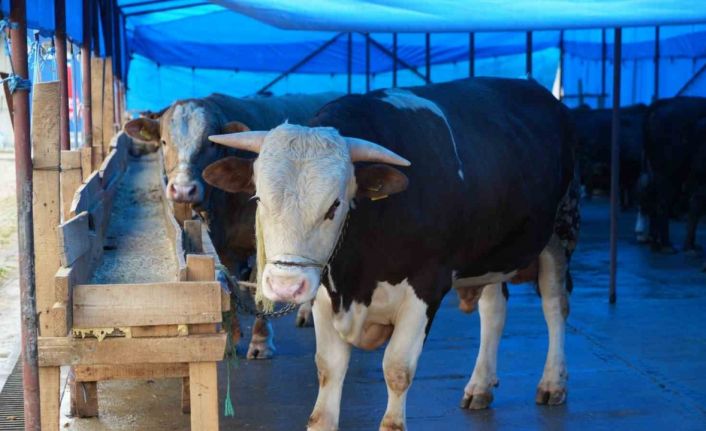 Profesörden kurbanlık uyarısı: "Hayvanın burnundan ve ağızından akıntı gelmemesi en başta dikkat edilecek husus"