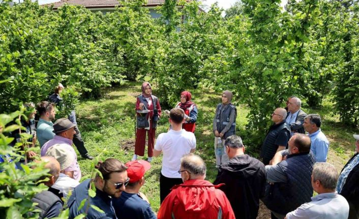 Sakarya’da kahverengi kokarca kabusuyla mücadele başladı: sahada çiftçilere feromon tuzağı ulaştırılıyor