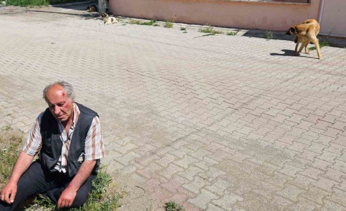 Salda’da köpeklerin saldırısına uğrayan yaşlı adam yaralandı