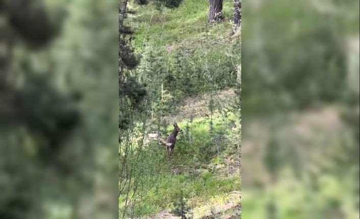 Sarıkamış ormanlarında yiyecek arayan karaca kameraya yansıdı