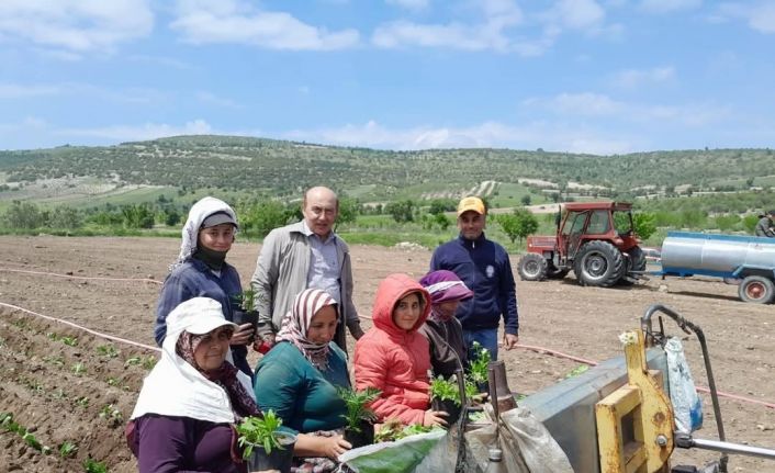 Selendi CHP tarlada çalışan anneleri yalnız bırakmadı