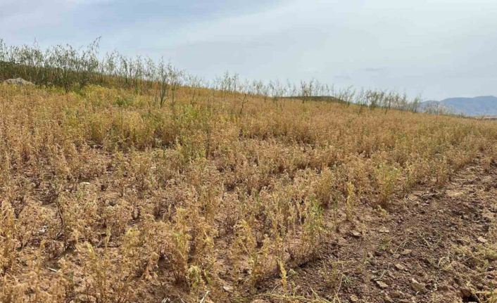 Siirt’te yılın ilk mercimek hasadı yapıldı