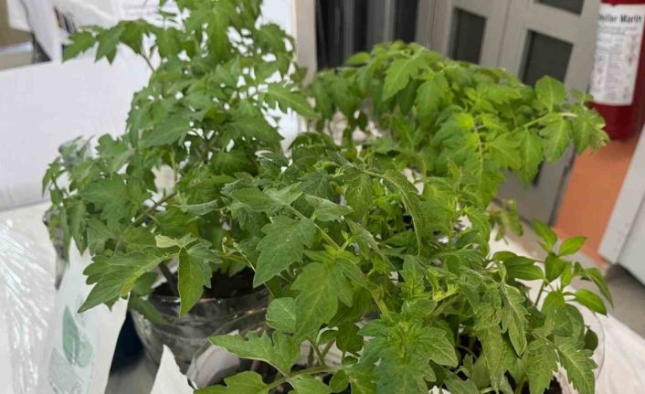 Sinop imam hatip öğrencilerinden tarıma yosunlu destek