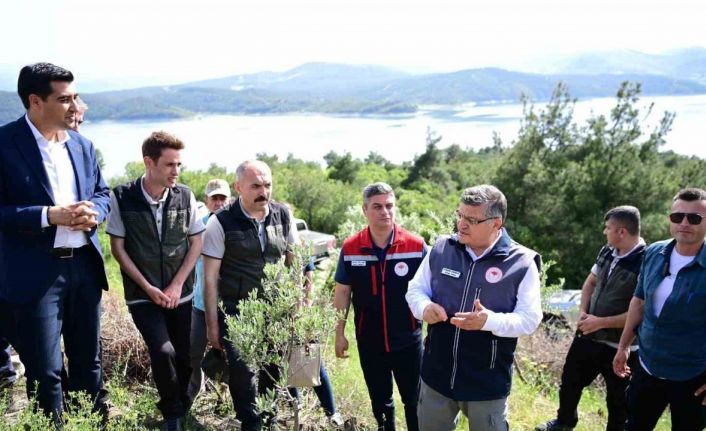 Sinop’ta 80 bin yabani zeytin ağacı aşılanacak
