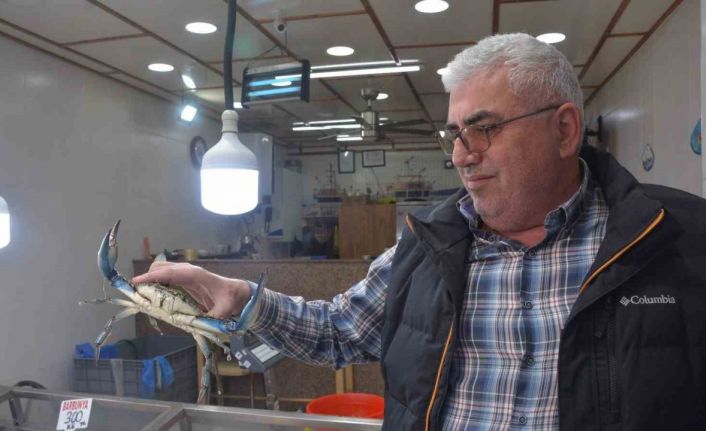 Sinop’ta dev mavi yengeç görenleri şaşırttı