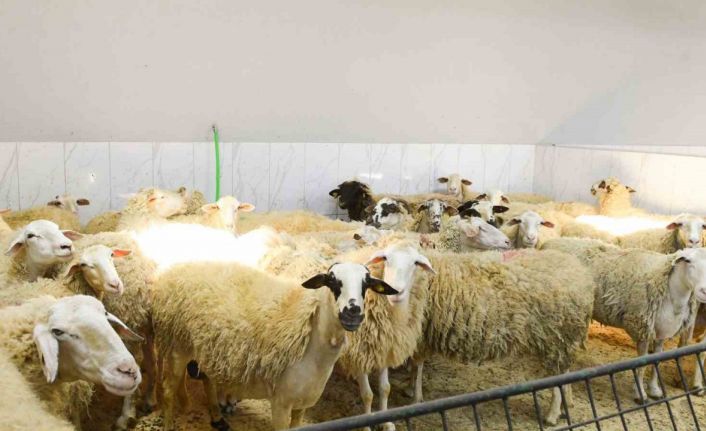 Şişli’de kurban satış ve kesim yerleri denetlendi