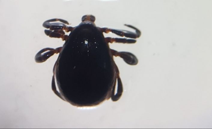 Sivas’ta 8 kişiye KKKA tanısı konuldu, 1 kişi hayatını kaybetti